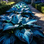 Midnight Blue Leopard Hosta Bulbs