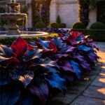Free Shipping Sapphire Blush Hosta - Image 2