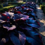 Free Shipping Sapphire Blush Hosta - Image 4